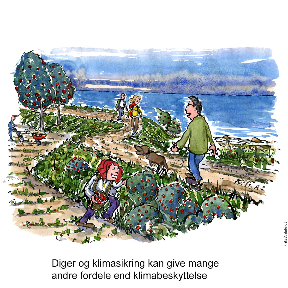 Tegning af dige med biodiversitet, vild mad og vandrere - Klimaforandringer illustration af Frits Ahlefeldt