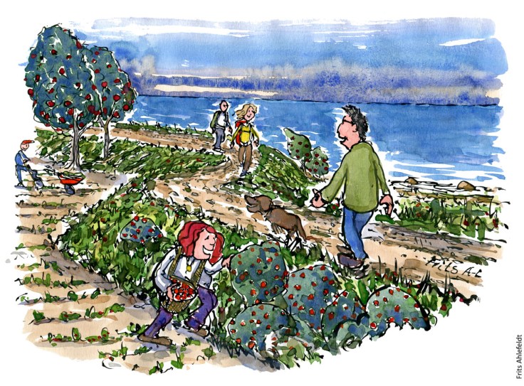 Tegning af dige med biodiversitet, vild mad og vandrere - Klimaforandringer illustration af Frits Ahlefeldt