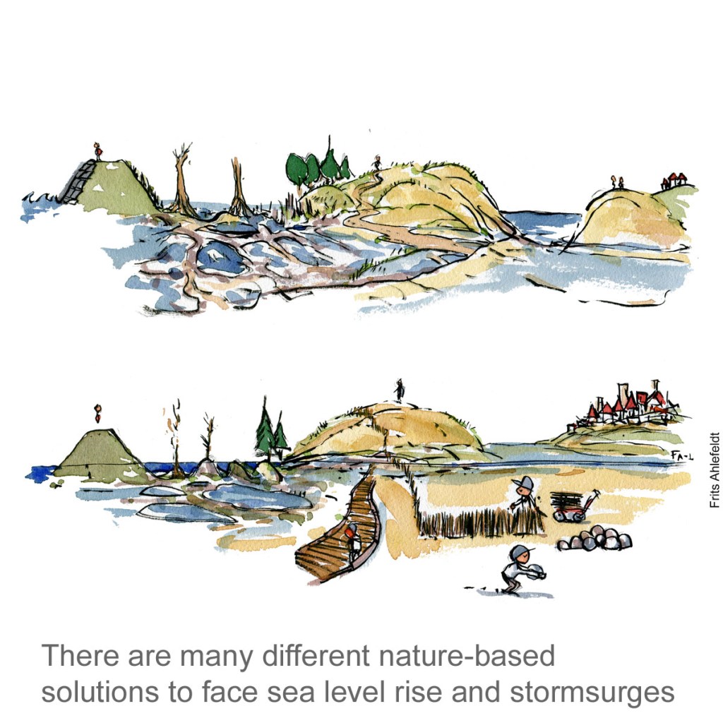 Tegning af naturbaserede klimaløsninger, havstigninger - klima Illustration af Frits Ahlefeldt