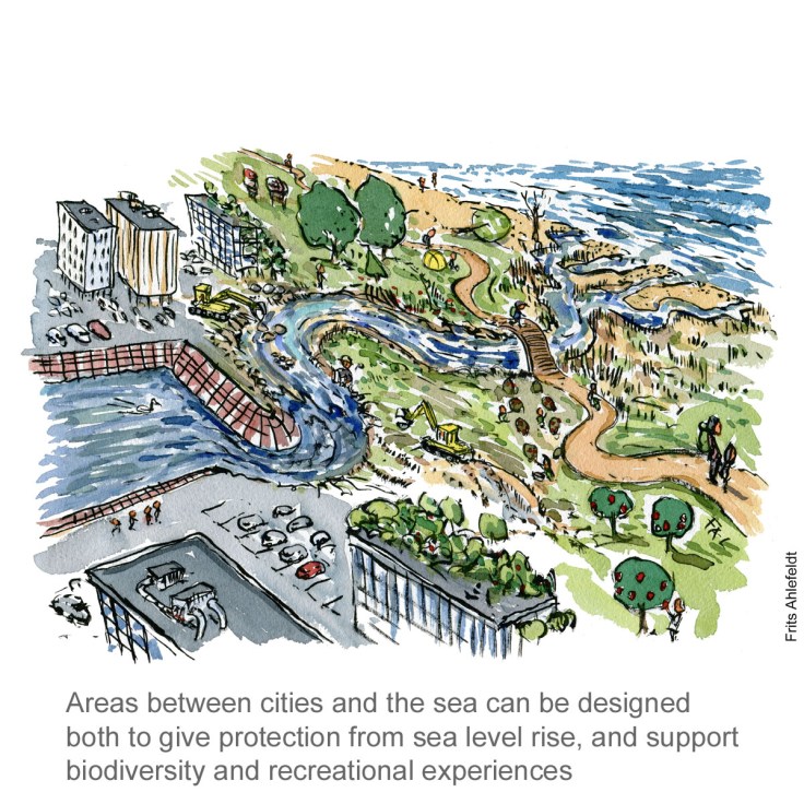 English version - Tegning af byen møder havet ved vandløb - havstigninger - klima Illustration af Frits Ahlefeldt