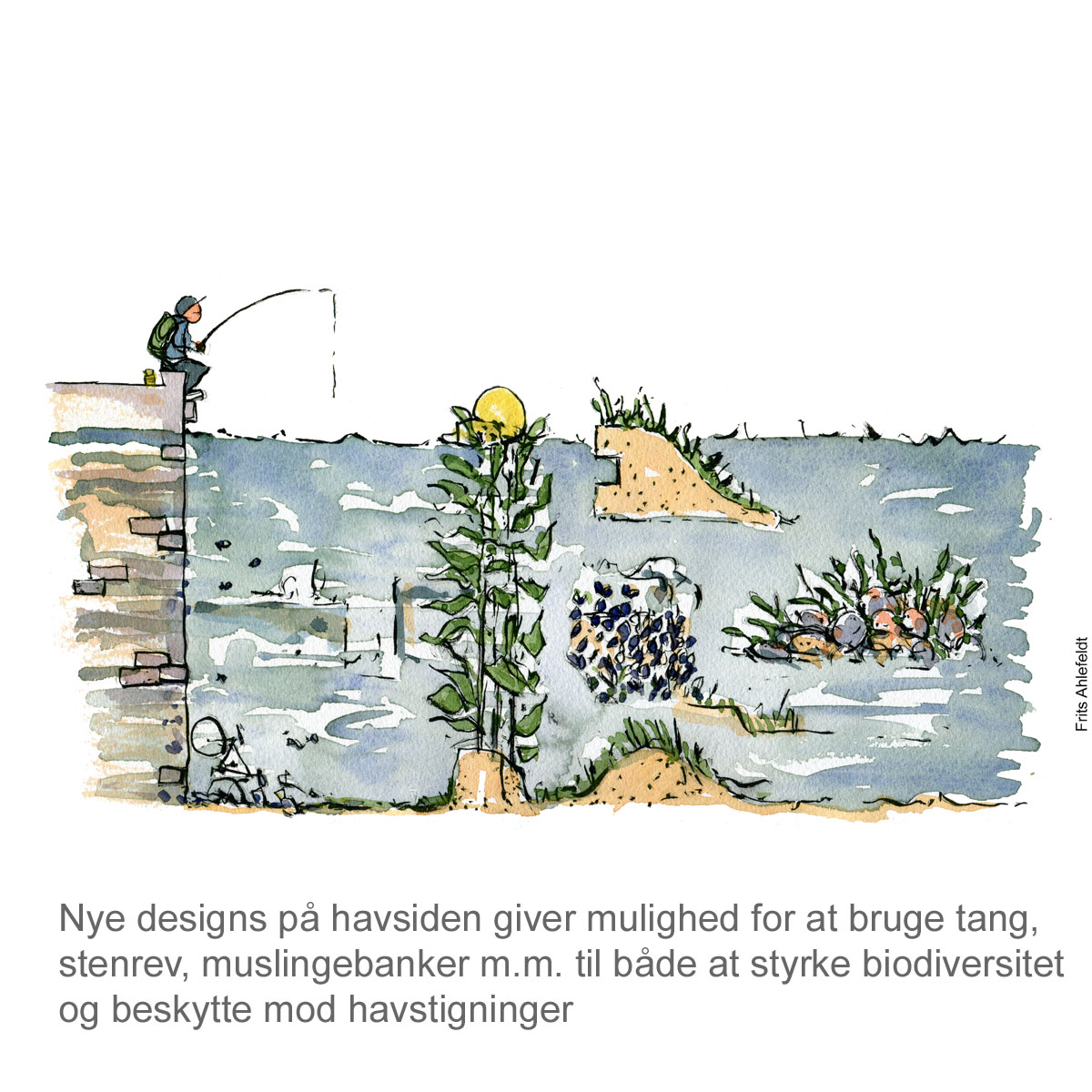 Tegning af Nature-based solution - naturløsninger mod havstigninger - klima Illustration af Frits Ahlefeldt